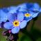 forgetmenot